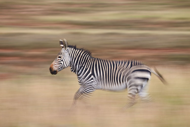 Cape Mountain Zebra Running