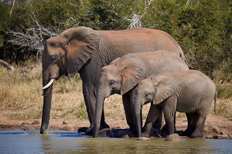 Elephants in Small, Medium, and Large