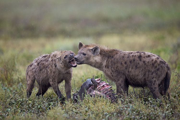 Spotted Hyena Argument