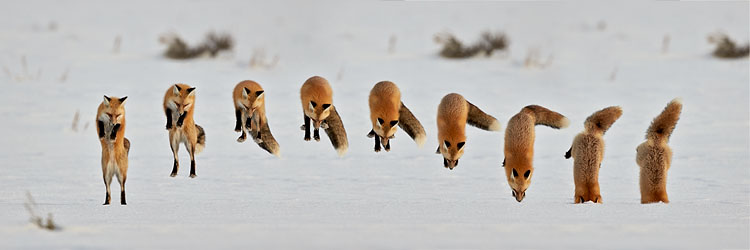 Red Fox Pouncing