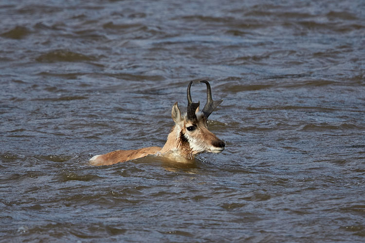 Pronghorn Buck Swimming