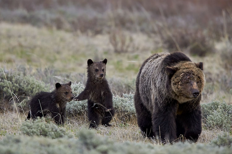 Grizzly Bear Sow and Two COYs