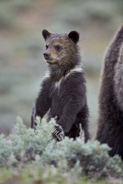 Grizzly Bear COY