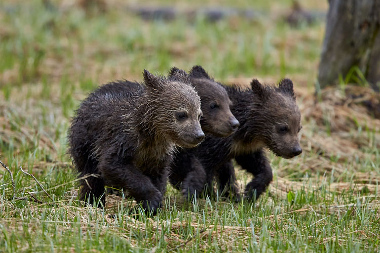 Three Grizzly Bear COYs
