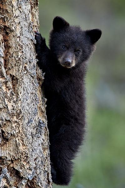 Black Bear COY Climbing A Tree