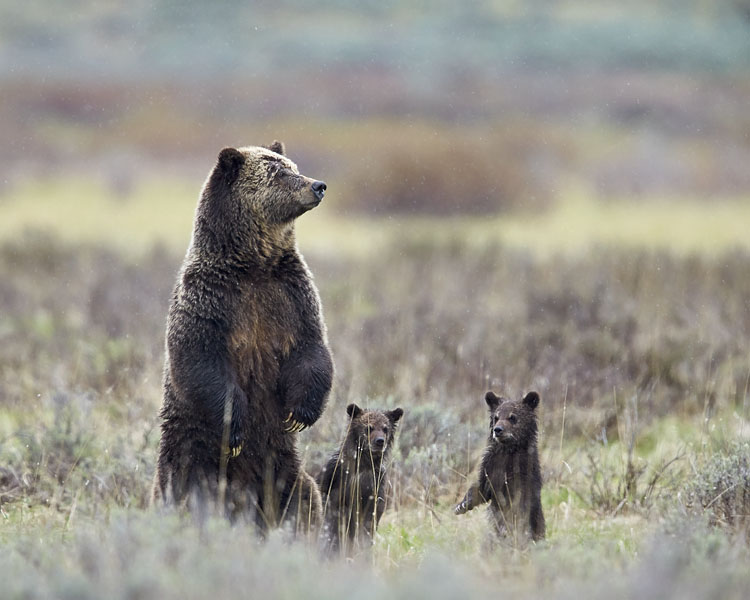 Grizzly Bears Standing