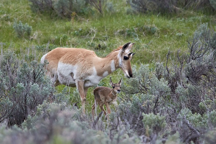 Pronghorn Doe And Fawn
