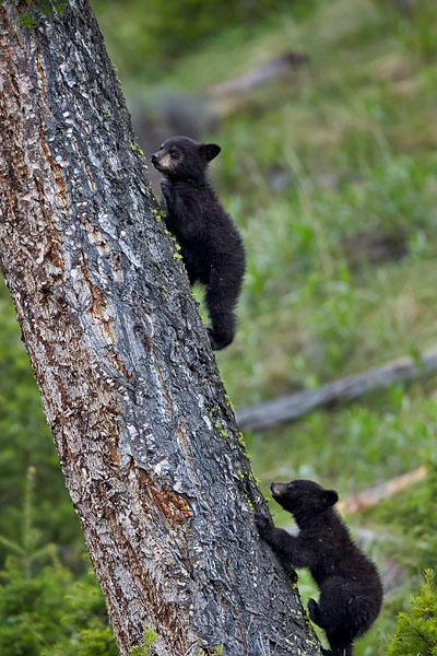 Two Black Bear Cubs Climbing A Tree
