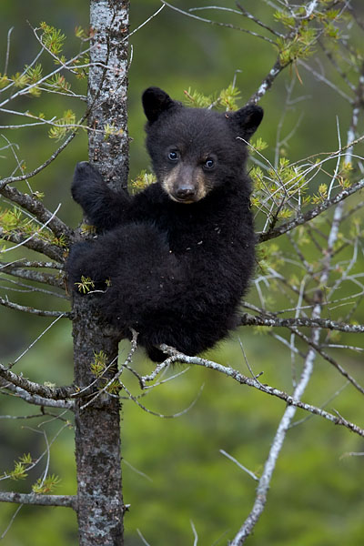 Black Bear Cub In A Tree