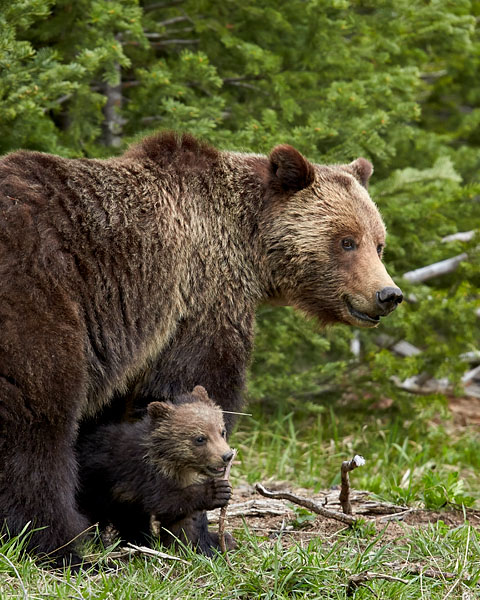 Grizzly Bear Sow And COY