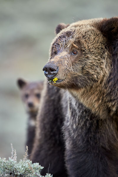 Grizzly Bear Sow (And COY)