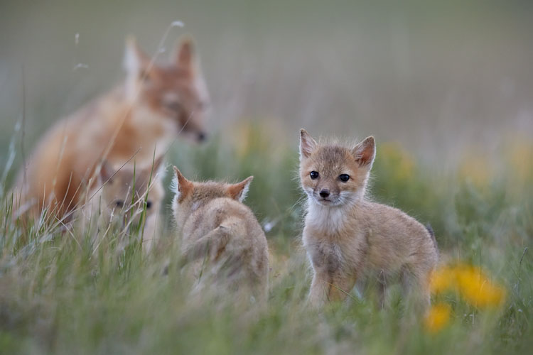 Swift Foxes