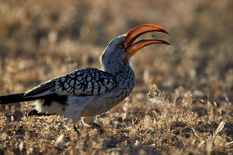 Southern Yellow-Billed Hornbill Flipping A Seed