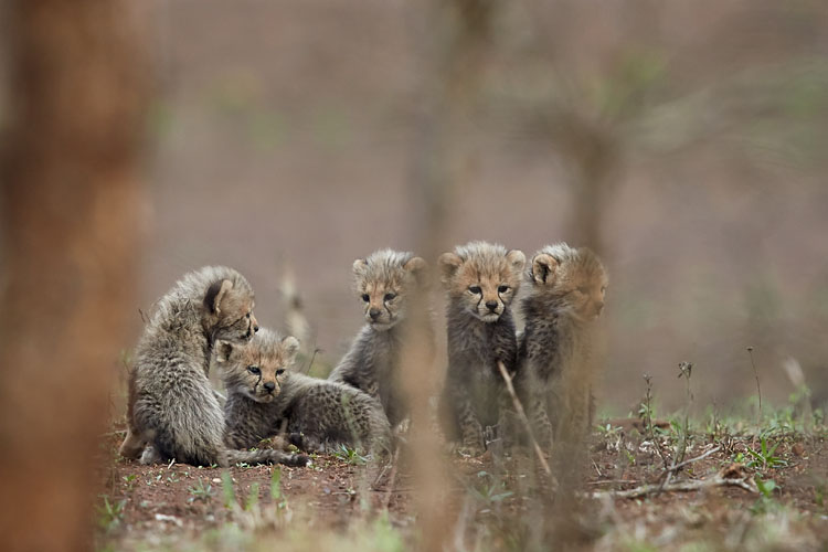 Five Cheetah Cubs