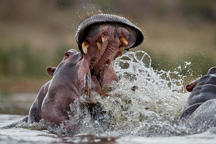Hippo Sparring