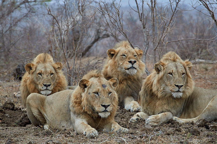 Four Male Lion
