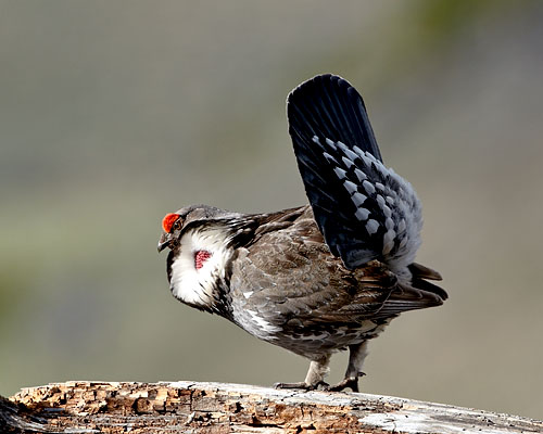 Male Dusky Grouse Displaying
