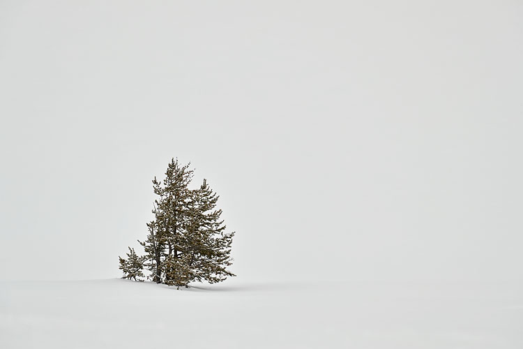Trees In Snow