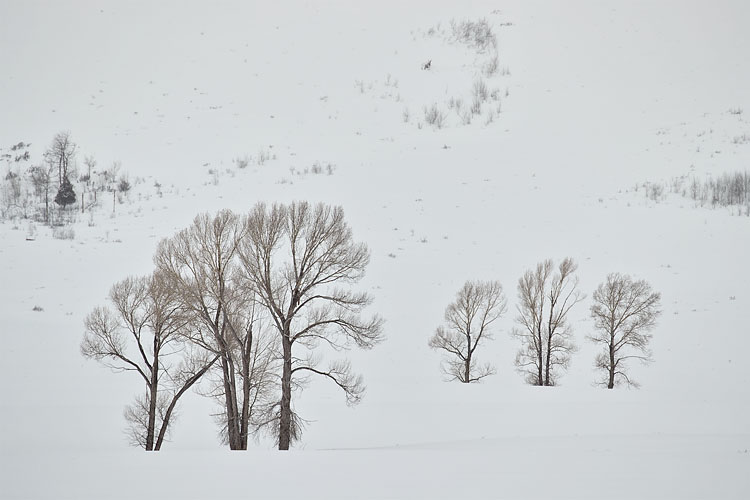 Bare Trees In Snow