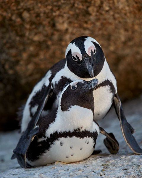 African Penguin Pair Mating