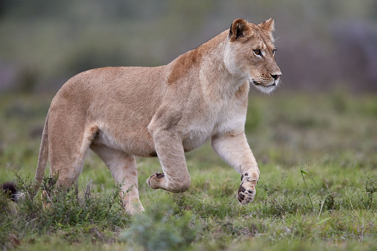 Lioness Running
