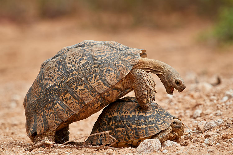 Leopard Tortoise Mating