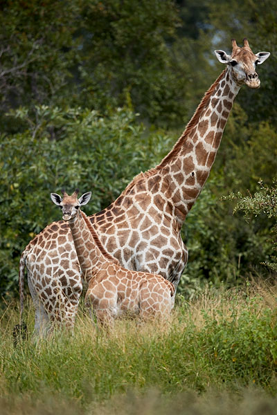 Baby Cape Giraffe