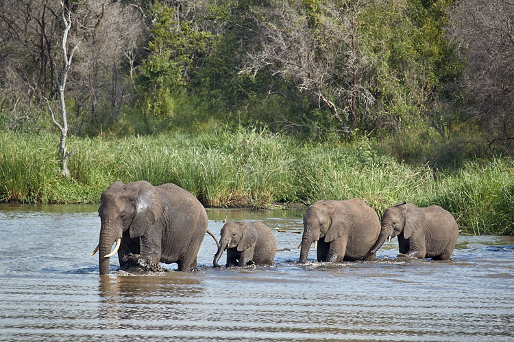 Line Of African Elephant