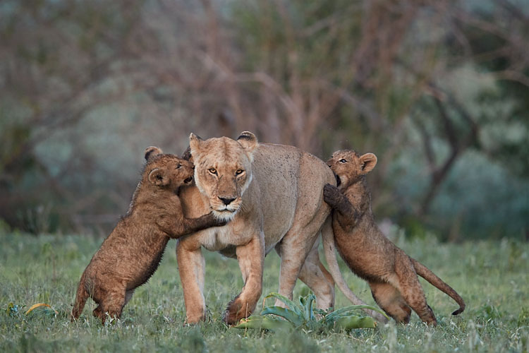Two Lion Cubs Playing With Their Mother