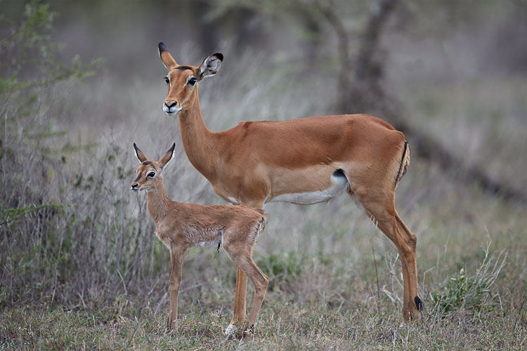 Impala Doe and Newborn Calf
