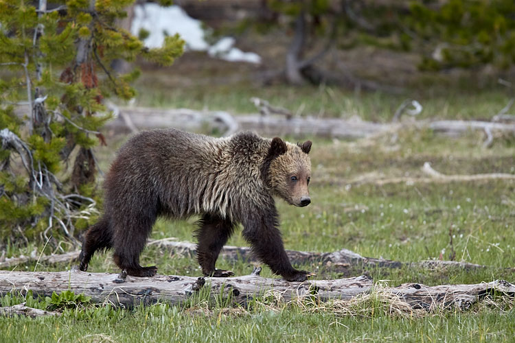 Grizzly Bear Yearling Cub