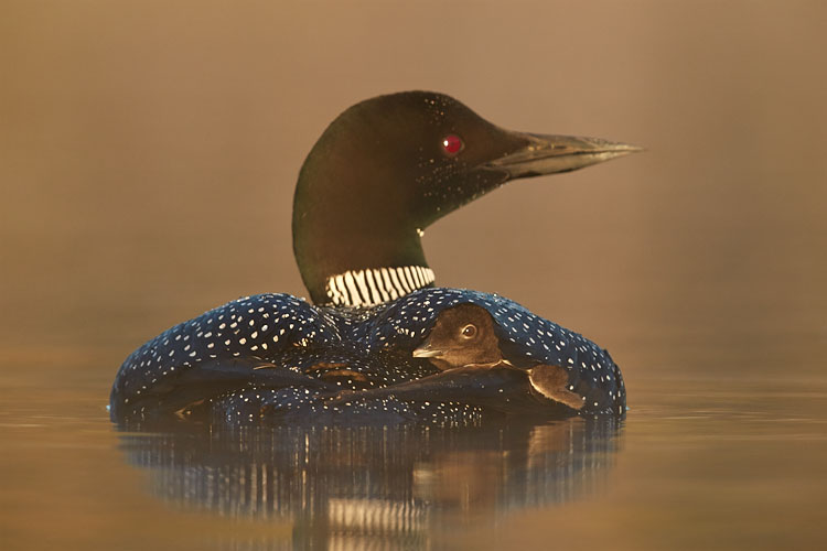 Common Loon Chick Under Its Parent's Wing