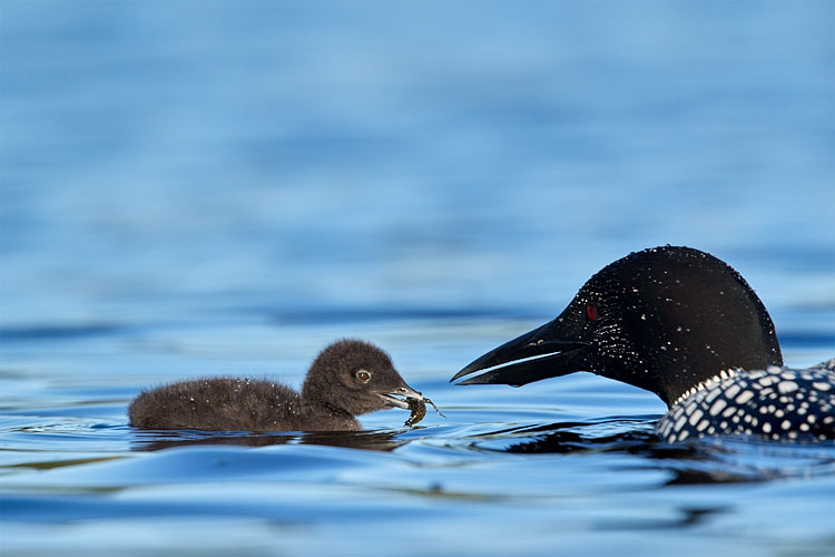 Common Loon Feeding Its Chick