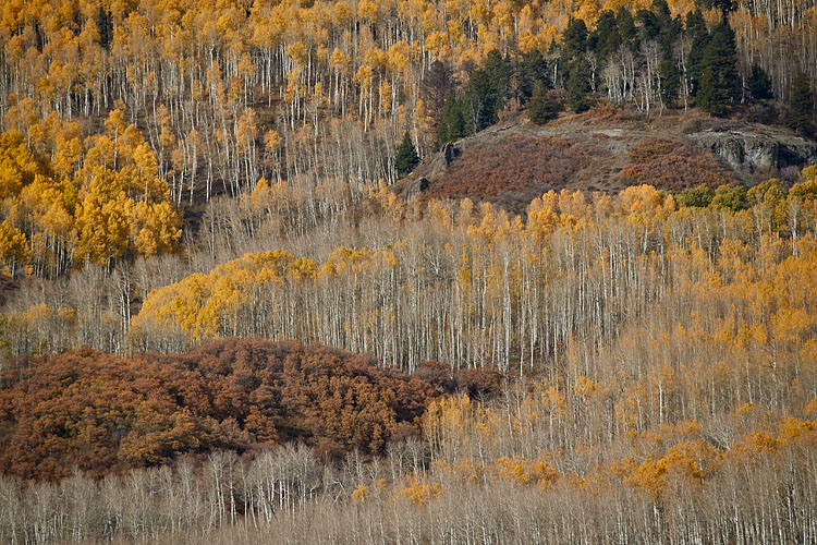 Yellow Aspen Trees In The Fall