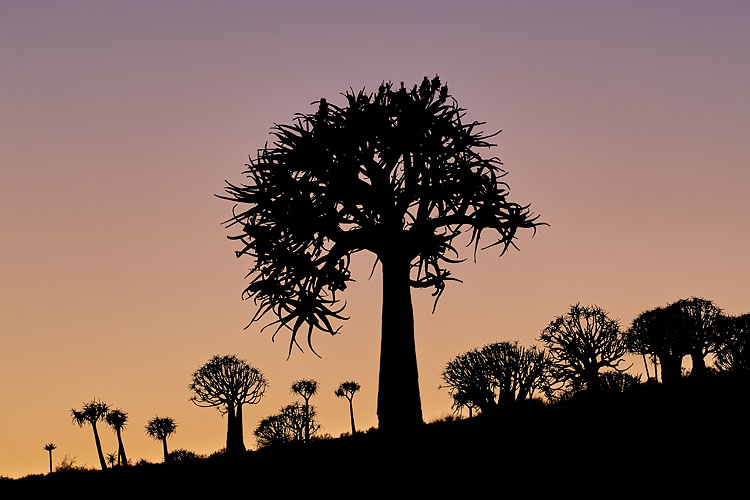 quiver tree stellenbosch