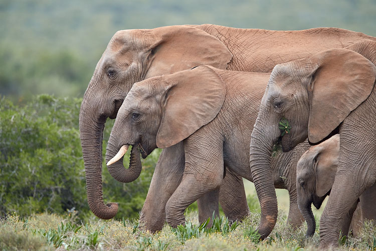 African Elephant Group