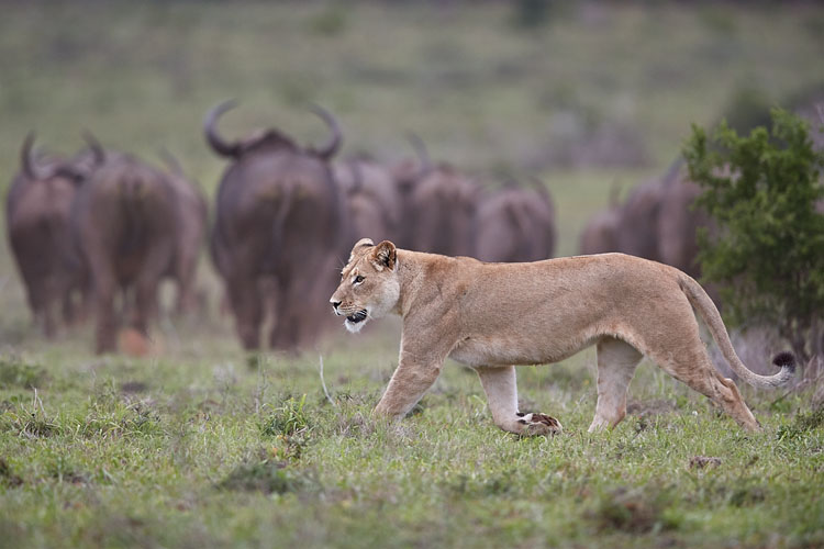 Lioness And Cape Buffalo Herd