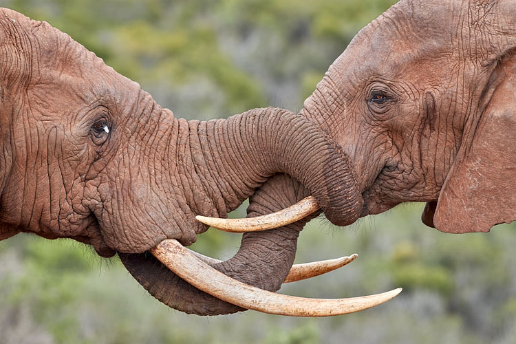 Two African Elephants Greeting Each Other