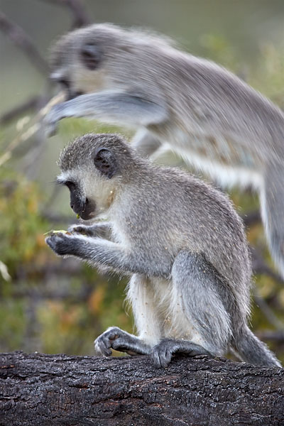 Vervet Monkey Jumping