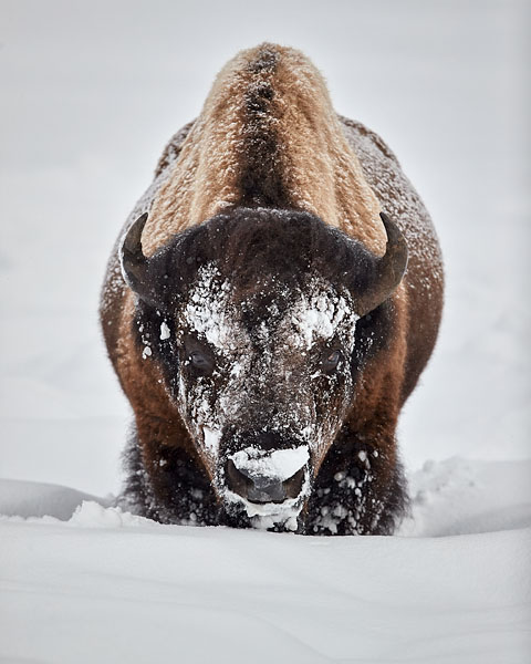 Bison Bull In Snow