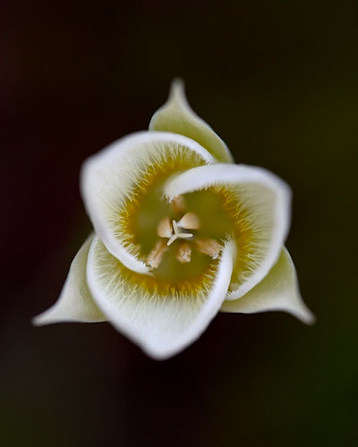 Pointed Mariposa Lily
