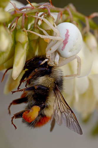 Goldenrod Spider Eating a Red-Tailed Bumble Bee