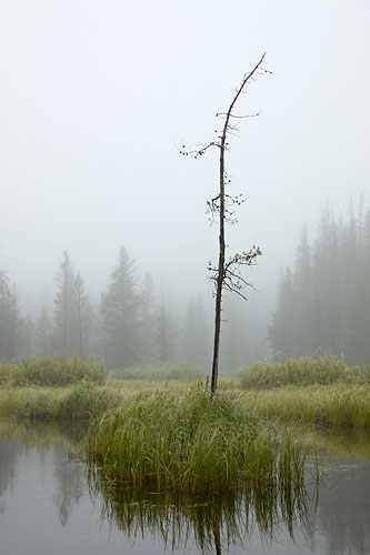 Bare Tree In Fog
