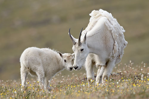 Mountain Goat Nanny And Kid