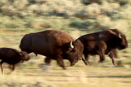 Bison Running