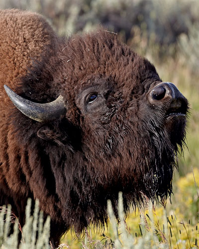 Bison Bull Demonstrating The Flehmen Response