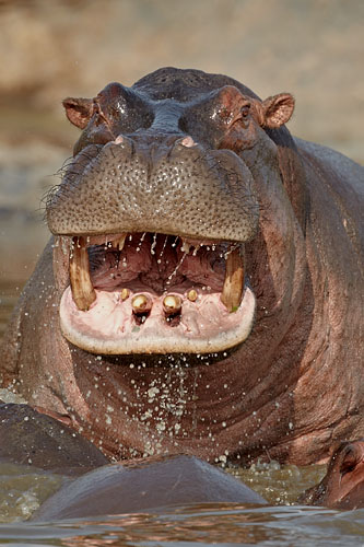 Aggressive Hippo
