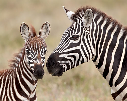 Common Zebra Foal And Mare