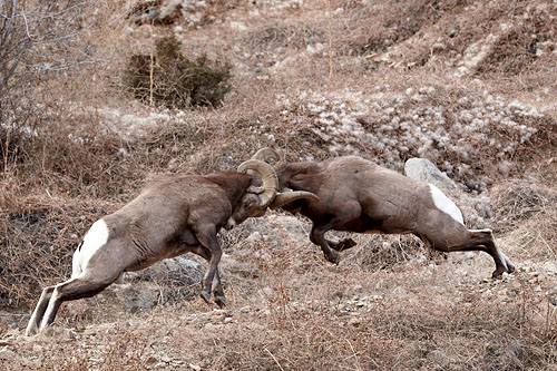 Bighorn Rams Fighting