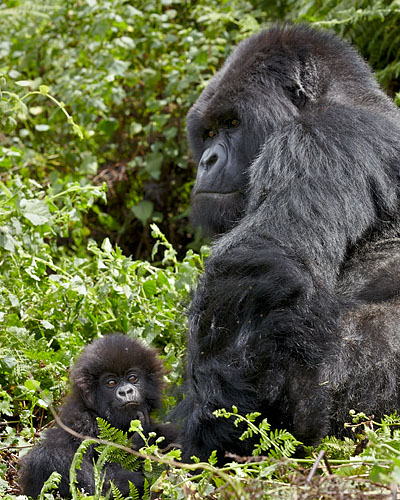 Silverback And Infant Mountain Gorilla of the Amahoro Group